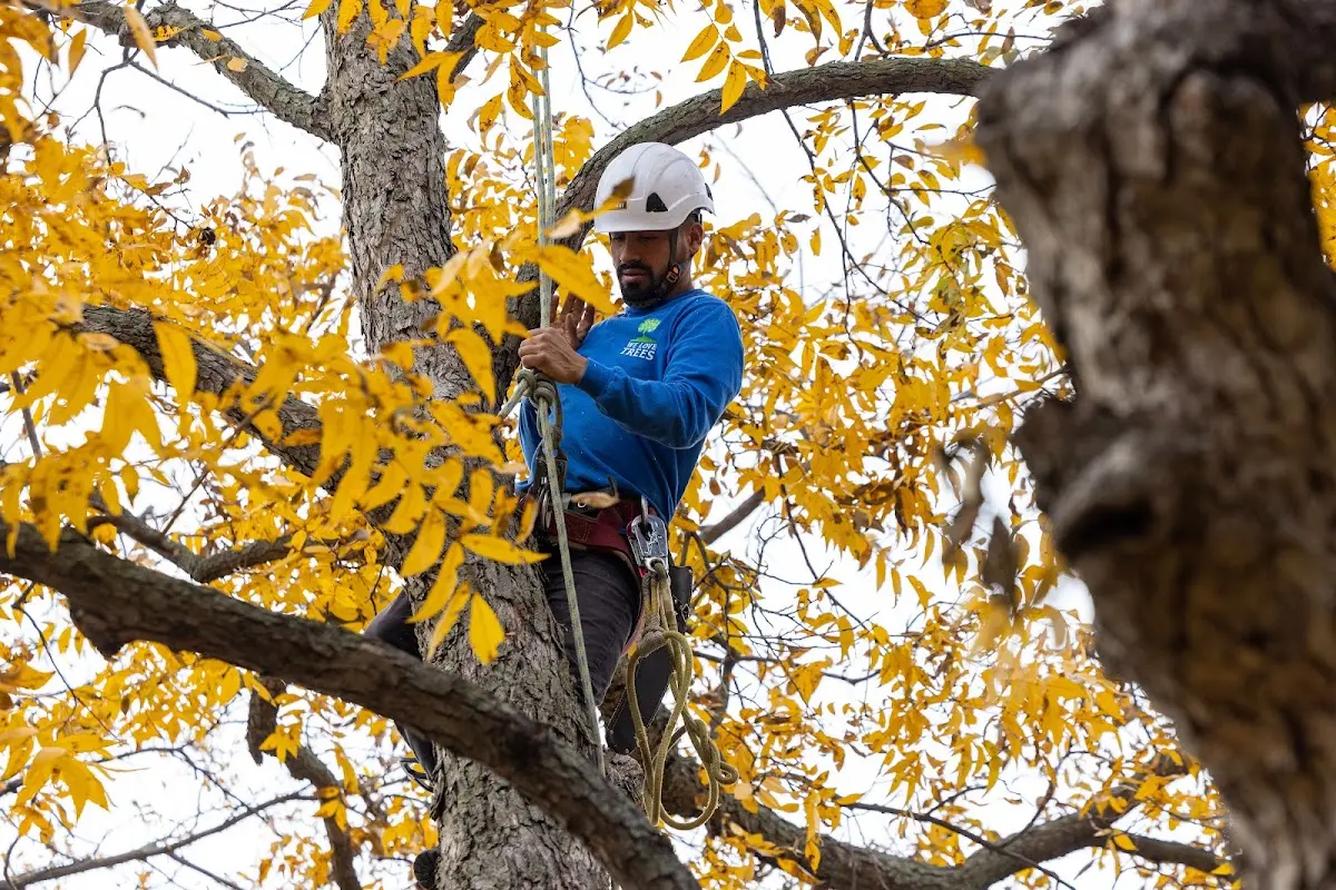 Skilled Tree Planing crew working in Belfast
