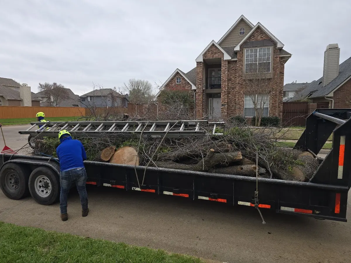 Expert Tree Fertilization with proper safety equipment in Belfast
